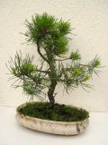 Borovice lesn - Pinus sylvestris