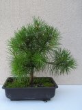 Borovice lesn - Pinus sylvestris