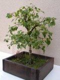 Bza blokor - Betula pendula