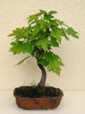 Javor ml - Acer platanoides