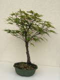 Javor dlanitolist - Acer palmatum