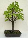 Lpa srdit - Tilia cordata