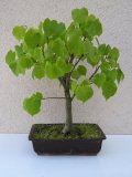 Lpa srdit - Tilia cordata