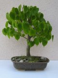 Lpa srdit - Tilia cordata