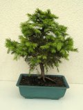 Smrk ztepil - Picea abies