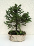 Smrk ztepil - Picea abies