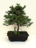 Smrk ztepil - Picea abies