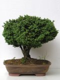 Cypiek hrachonosn - Chamaecyparis pisifera