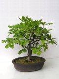 Dub letn - Quercus robur