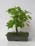 Javor ml - Acer platanoides