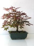 Javor dlanitolist - Acer palmatum