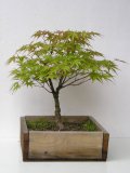 Javor dlanitolist - Acer palmatum