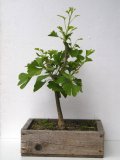 Jinan dvoulalon - Ginkgo biloba