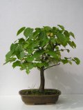 Lpa srdit - Tilia cordata