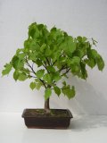 Lpa srdit - Tilia cordata