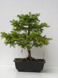 Smrk ztepil - Picea abies