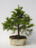 Smrk ztepil - Picea abies