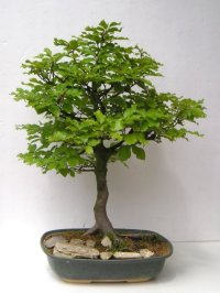 Buk lesní - Fagus sylvatica