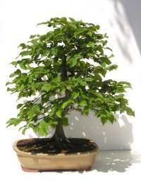 Habr obecný - Carpinus betulus