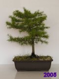 Cedr atlask - Cedrus atlantica 2005