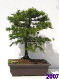 Cedr atlask - Cedrus atlantica 2007