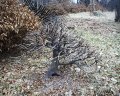 V�prava na yamadori - buky